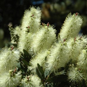 Callistemon pallidus (Tyčinkovec) ´BIANCO´ kont. C7L, výška: 50-70 cm, biely